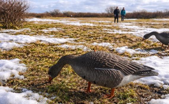 Календарь охотника